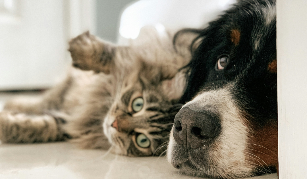 Pet-Friendly Floors: Best Options for Homes with Furry Friends